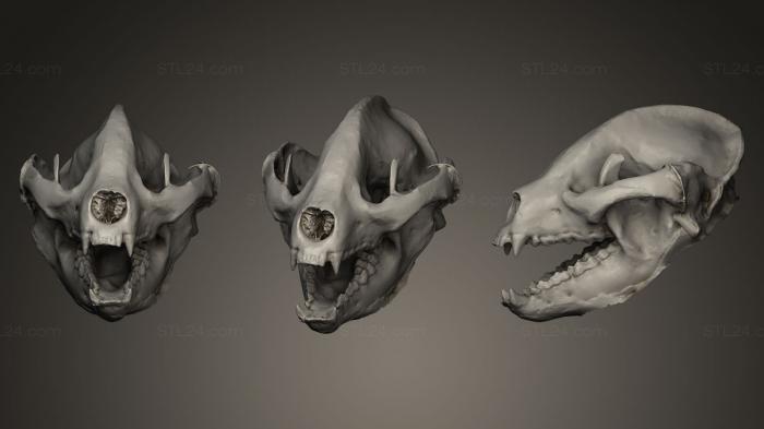 Anatomy of skeletons and skulls (Giant Panda, ANTM_0020) 3D models for cnc